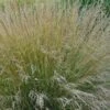 Poa Labillardierei 3 Litre 2 Poa Labillardierei 3 Litre -HANS Garden Shop 10216226 Poa20Labillardierei shutterstock 2098161748