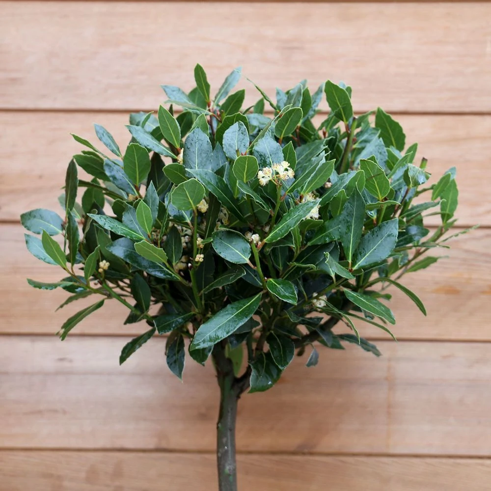 Laurus Nobilis (Bay Tree) 1/2 Standard Spiral Stem 4 Laurus Nobilis (Bay Tree) 1/2 Standard Spiral Stem - Image 2