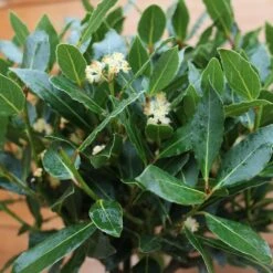 Laurus Nobilis (Bay Tree) 1/2 Standard Spiral Stem 7 Laurus Nobilis (Bay Tree) 1/2 Standard Spiral Stem -HANS Garden Shop 1021760920 20Outdoor20plants202023 Bay20Tree20Spiral203