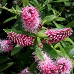 Hebe Green 7.5 Litre