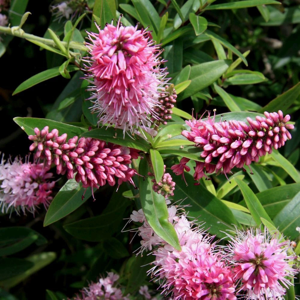 Hebe Green 7.5 Litre 3 Hebe Green 7.5 Litre