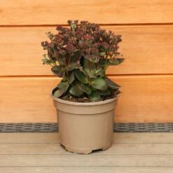 Sedum Telephium 'Conga Line' 2 Litre 7 Sedum Telephium 'Conga Line' 2 Litre -HANS Garden Shop 1023274020 20Sedum20Conga20Line 501980101665 IMG 7895