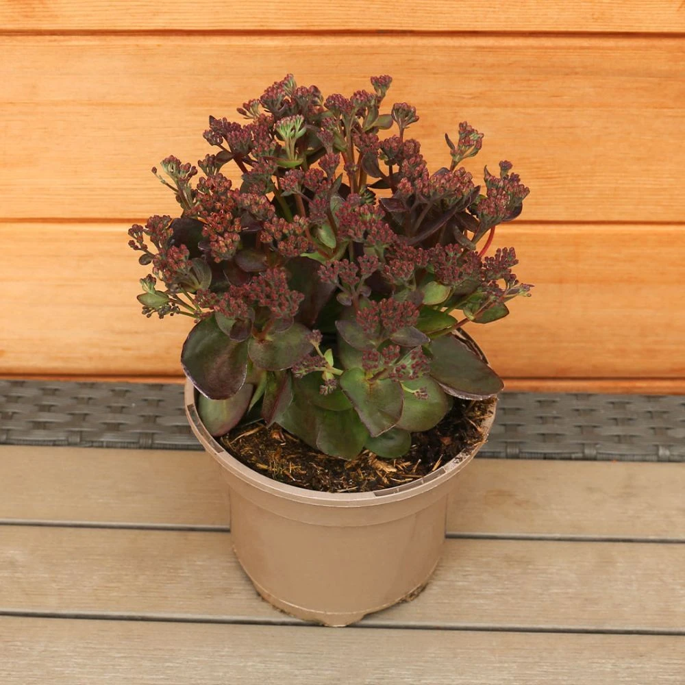 Sedum Telephium 'Conga Line' 2 Litre 4 Sedum Telephium 'Conga Line' 2 Litre - Image 2