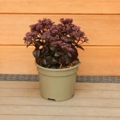 Sedum Telephium 'Dark Magic' 2 Litre 7 Sedum Telephium 'Dark Magic' 2 Litre -HANS Garden Shop 1023274120 20Sedum20Dark20Magic 5019801016689 IMG 7905