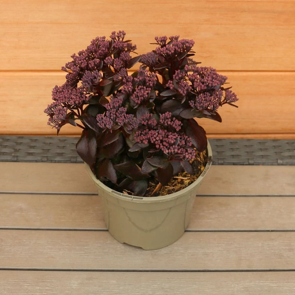 Sedum Telephium 'Dark Magic' 2 Litre 4 Sedum Telephium 'Dark Magic' 2 Litre - Image 2