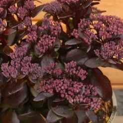 Sedum Telephium 'Dark Magic' 2 Litre