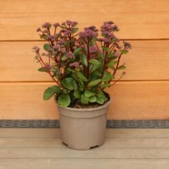 Sedum Telephium 'Double Martini' 2 Litre 7 Sedum Telephium 'Double Martini' 2 Litre -HANS Garden Shop 1023274320 20Sedum20Double20Martinii 5019801016740 IMG 7921
