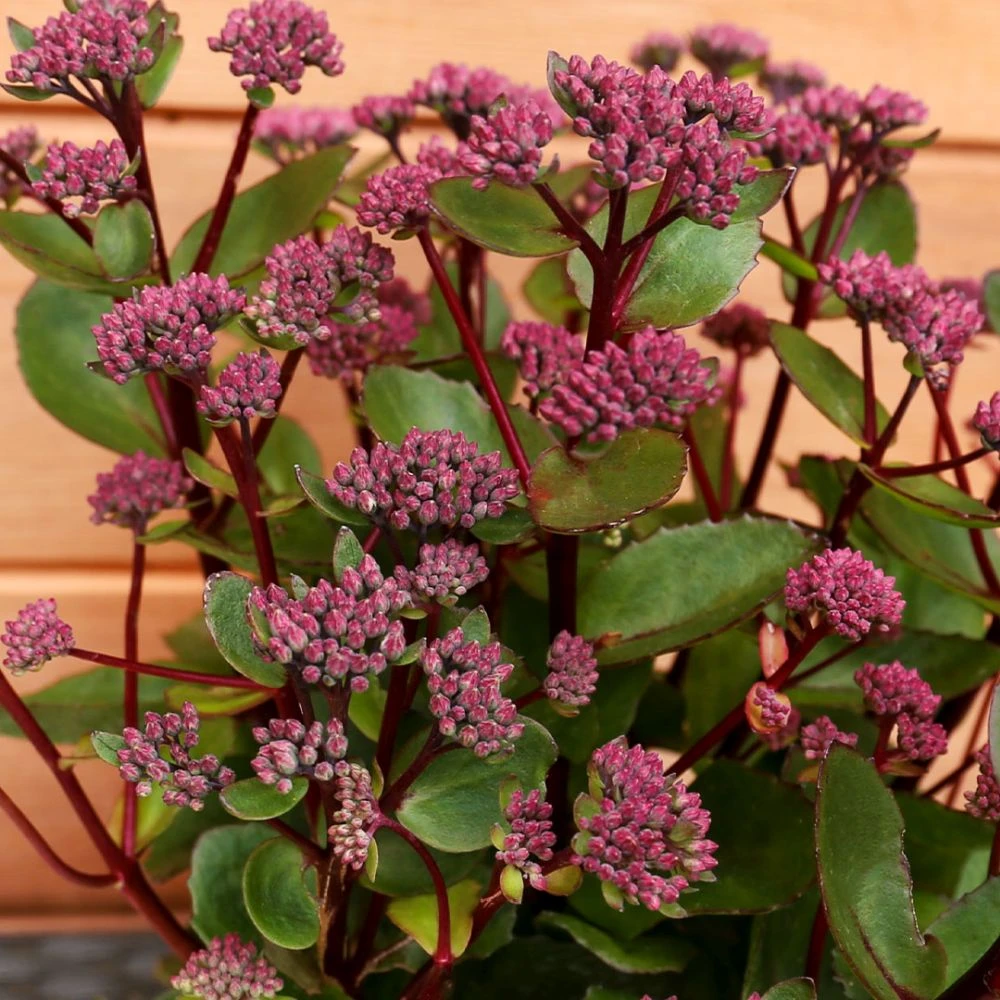 Sedum Telephium 'Double Martini' 2 Litre 3 Sedum Telephium 'Double Martini' 2 Litre