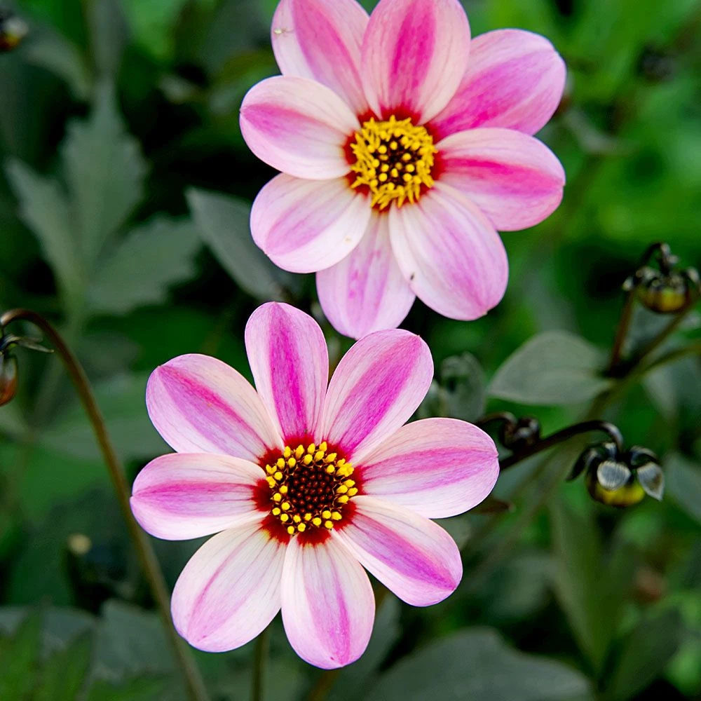 Dahlia 'Mystic Dreamer' 3 Litre 3 Dahlia 'Mystic Dreamer' 3 Litre