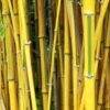 Phyllostachys Spectabilis 80cm To 100cm 1 Phyllostachys Spectabilis 80cm To 100cm -HANS Garden Shop 10233979 Phyllostachys Spectabilis Evergreen SS