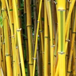 Phyllostachys Spectabilis 80cm To 100cm
