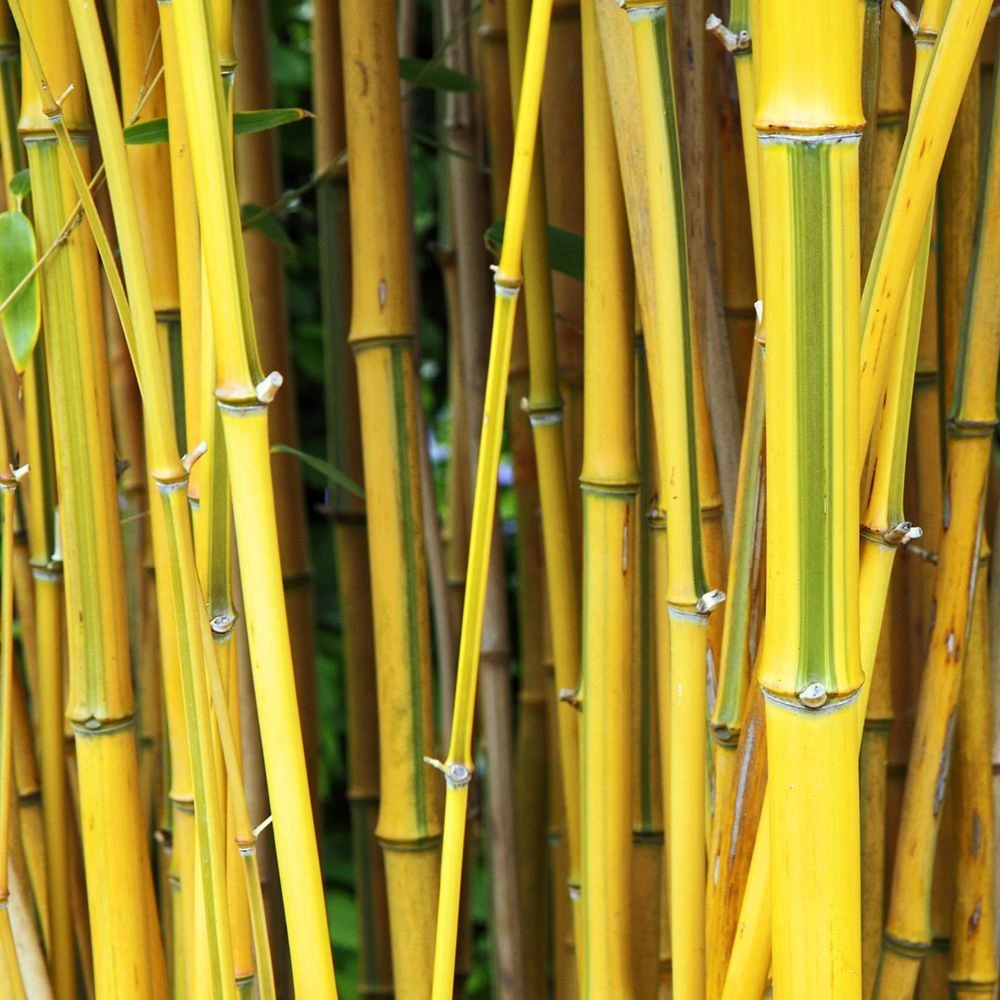 Phyllostachys Spectabilis 80cm To 100cm 3 Phyllostachys Spectabilis 80cm To 100cm