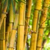 Phyllostachys Aureosulcata 80cm To 100cm 1 Phyllostachys Aureosulcata 80cm To 100cm -HANS Garden Shop 10233980 Phyllostachys Aureosulcatis Evergreen SS