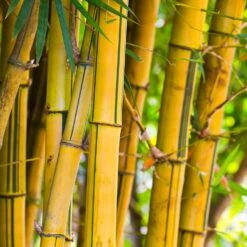 Phyllostachys Aureosulcata 80cm To 100cm