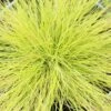 Festuca Glauca 'Amigold' 2 Litre 2 Festuca Glauca 'Amigold' 2 Litre -HANS Garden Shop 1023724720 20Festuca20Amigold202L