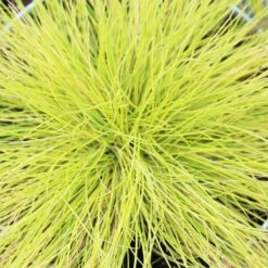Festuca Glauca 'Amigold' 2 Litre
