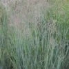 Panicum Virgatum 'Heavy Metal' 5 Litre 2 Panicum Virgatum 'Heavy Metal' 5 Litre -HANS Garden Shop 10244612 Panicum20Heavy20Metal shutterstock 2098141633