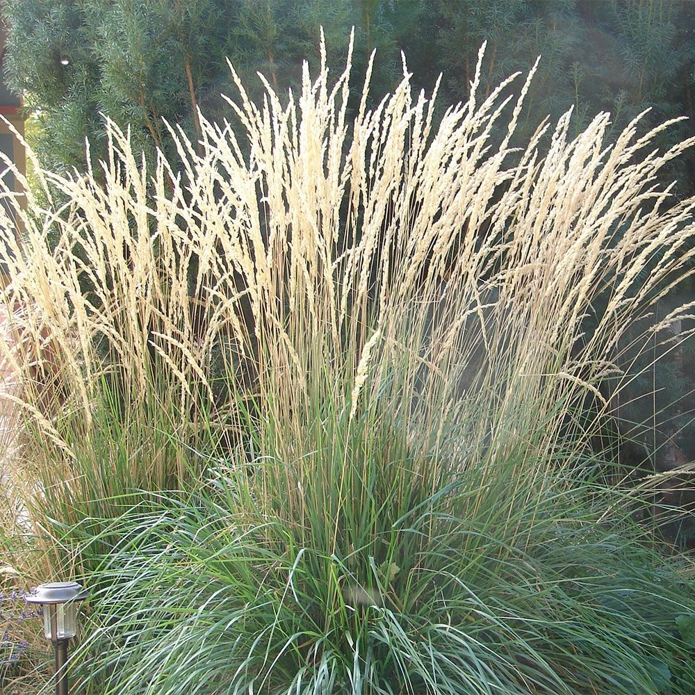 Calamagrostis Acutiflora 'Waldenbuch' 3 Litre 3 Calamagrostis Acutiflora 'Waldenbuch' 3 Litre