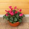 Cylcamen Bowl Burgundy 33cm 1 Cylcamen Bowl Burgundy 33cm -HANS Garden Shop 1024672520Cyclamen20Burgundy2027cm