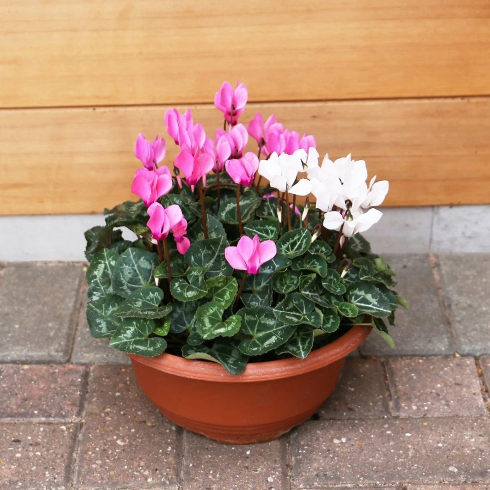 Cyclamen Bowl Harmony Mix 33cm 3 Cyclamen Bowl Harmony Mix 33cm