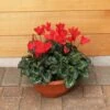 Cylcamen Bowl Red 33cm 1 Cylcamen Bowl Red 33cm -HANS Garden Shop 1024673120Cyclamen20Red2027cm
