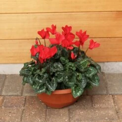 Cylcamen Bowl Red 33cm