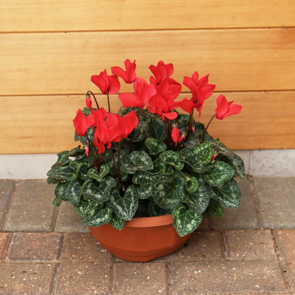 Cylcamen Bowl Red 33cm 3 Cylcamen Bowl Red 33cm