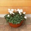Cylcamen Bowl White 33cm 1 Cylcamen Bowl White 33cm -HANS Garden Shop 1024673220Cyclamen20White2027cm