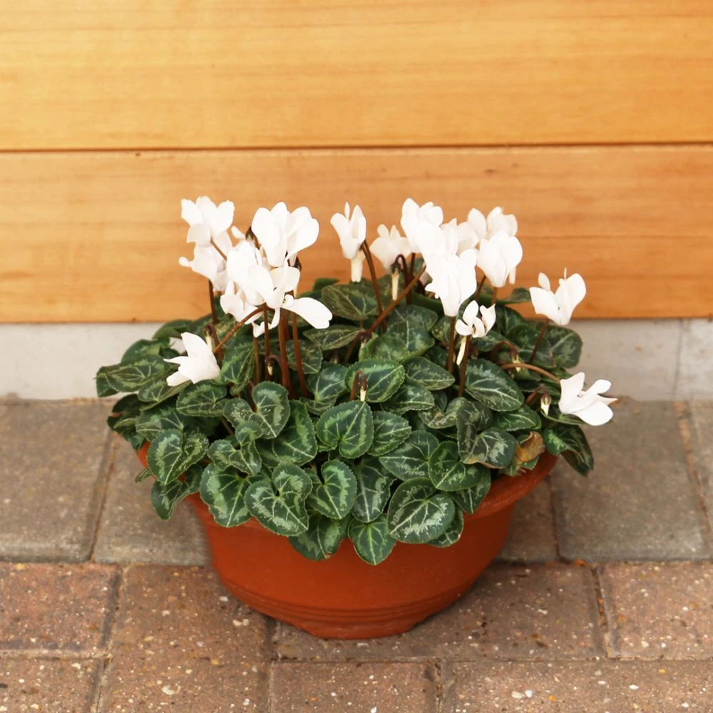 Cylcamen Bowl White 33cm 3 Cylcamen Bowl White 33cm