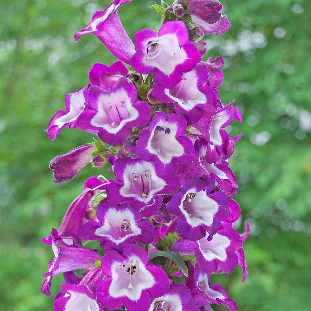Penstemon Collection 3 Litre 5 Penstemon Collection 3 Litre - Image 3
