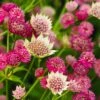 Astrantia Collection 3 Litre 2 Astrantia Collection 3 Litre -HANS Garden Shop 10248611 Astrantia20Moulin20Rouge20SS