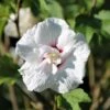 Hibiscus Syriacus 'Starburst Chiffon' 4.5 Litre 2 Hibiscus Syriacus 'Starburst Chiffon' 4.5 Litre -HANS Garden Shop 10249294 Hibiscus20syriacus20Starburst20Chiffon shutterstock 1135865864