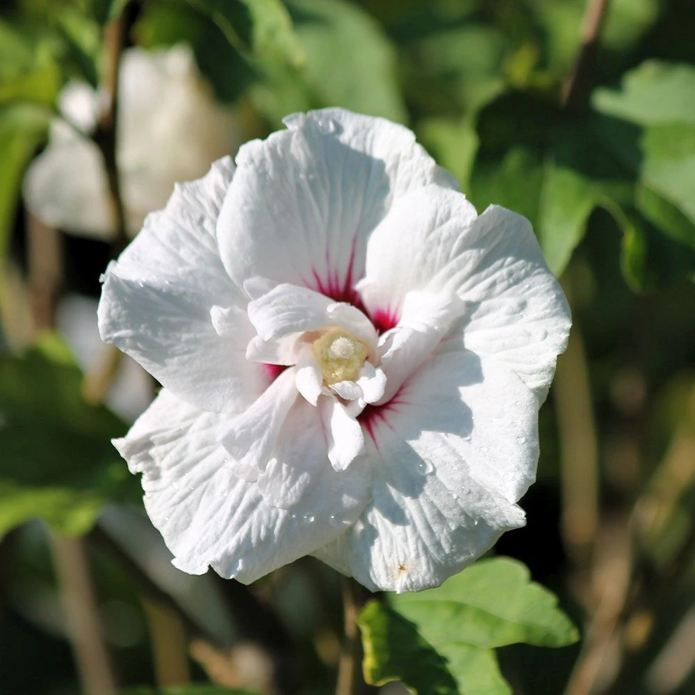 Hibiscus Syriacus 'Starburst Chiffon' 4.5 Litre 3 Hibiscus Syriacus 'Starburst Chiffon' 4.5 Litre