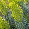 Euphorbia 'Humpty Dumpty' 3 Litre 1 Euphorbia 'Humpty Dumpty' 3 Litre -HANS Garden Shop 10249611 Euphorbia20Humpty20Dumpty shutterstock 1944015988