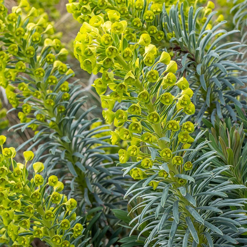 Euphorbia 'Humpty Dumpty' 3 Litre 3 Euphorbia 'Humpty Dumpty' 3 Litre