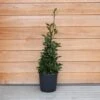 Laurus Nobilis (Bay Tree) Pyramid 80cm 1 Laurus Nobilis (Bay Tree) Pyramid 80cm -HANS Garden Shop 1025124220 20Outdoor20plants202023 Bay20Tree20Pyramid2080cm201