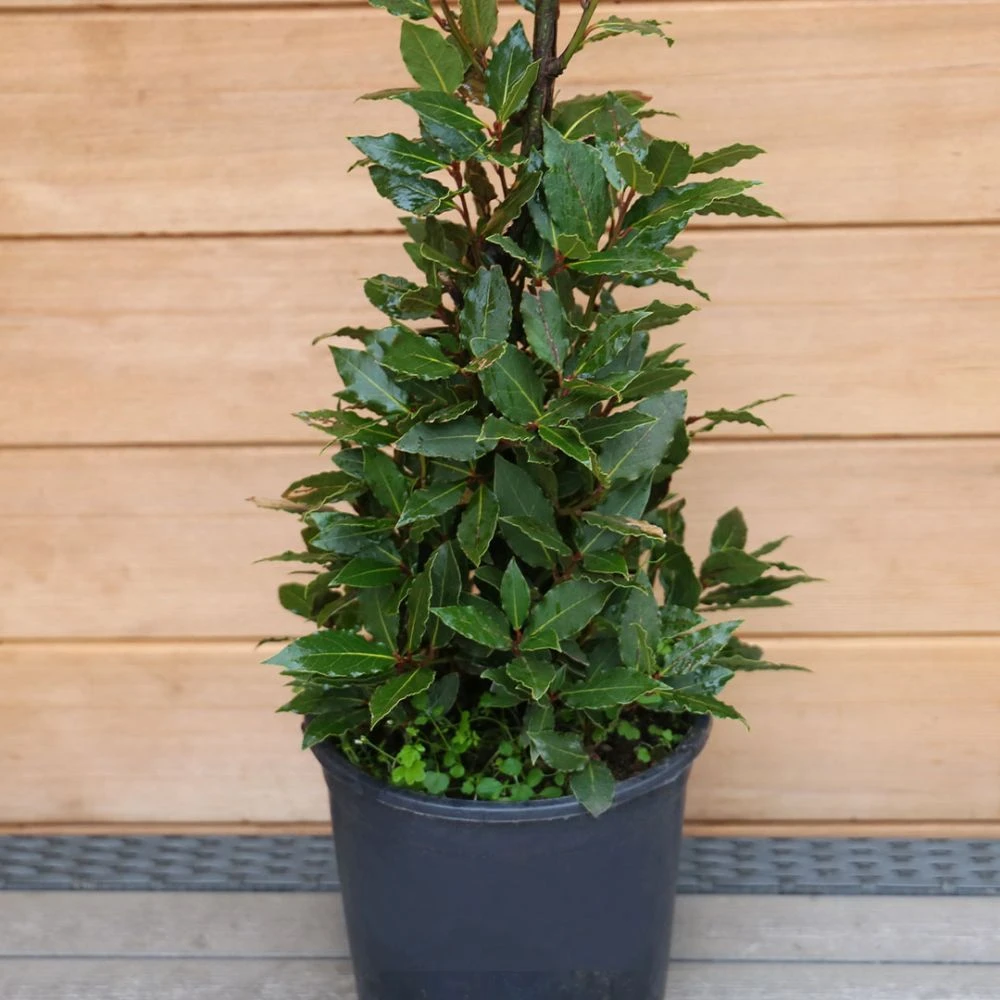 Laurus Nobilis (Bay Tree) Pyramid 80cm 4 Laurus Nobilis (Bay Tree) Pyramid 80cm - Image 2