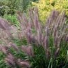 Pennisetum 'Red Head' 5 Litre 2 Pennisetum 'Red Head' 5 Litre -HANS Garden Shop 10258248 Pennisetum20Red20Head 10258248 shutterstock 782976970