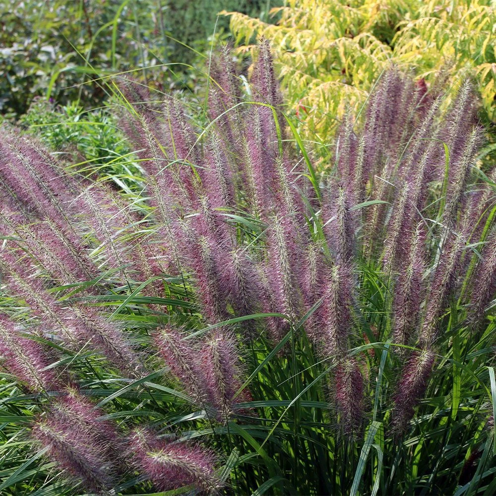 Pennisetum 'Red Head' 5 Litre 3 Pennisetum 'Red Head' 5 Litre