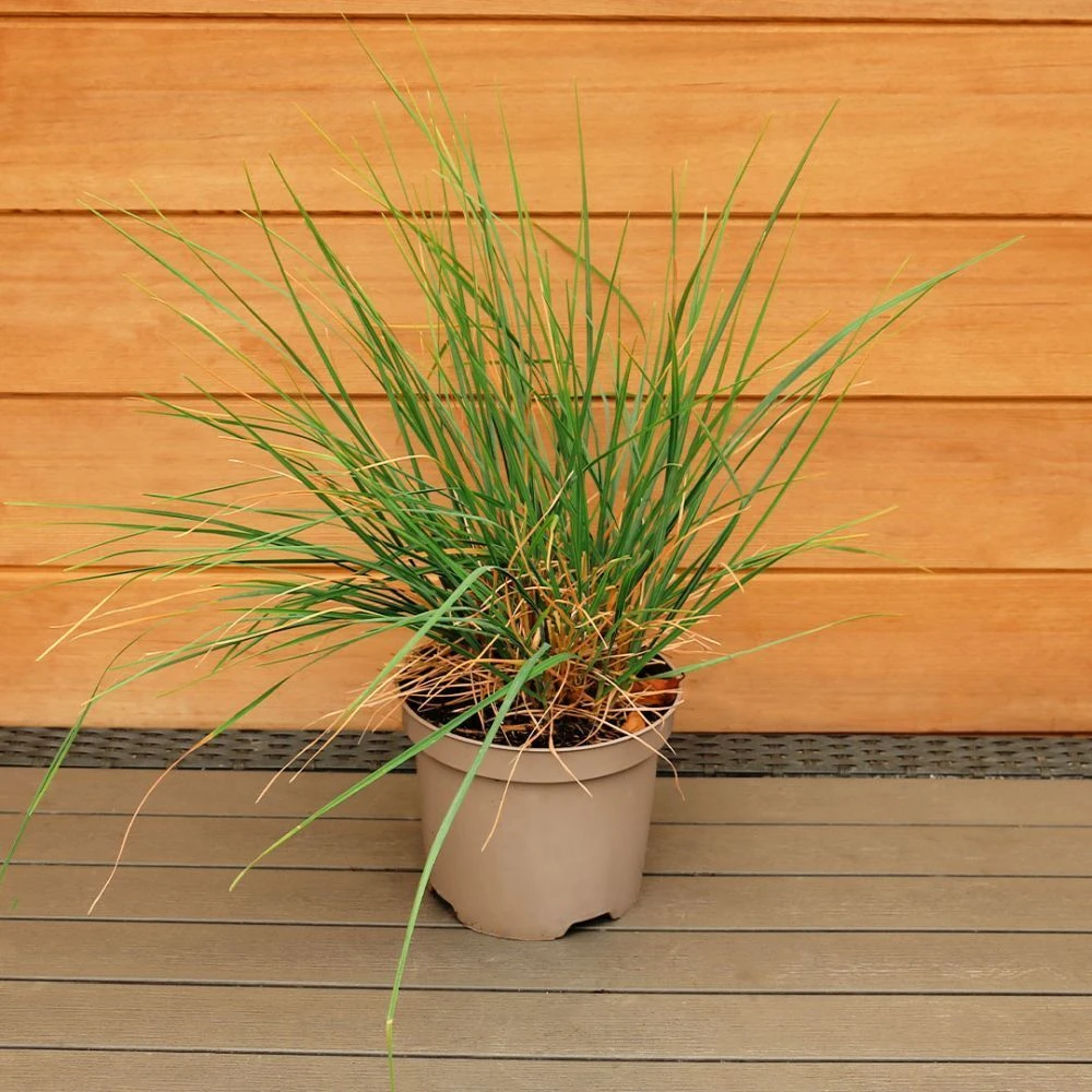 Sesleria 'Summer Skies' 3 Litre 4 Sesleria 'Summer Skies' 3 Litre - Image 2