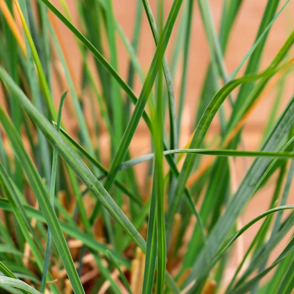 Sesleria 'Summer Skies' 3 Litre 3 Sesleria 'Summer Skies' 3 Litre