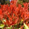 Photinia 'Carré Rouge' 2.5 Litre 2 Photinia 'Carré Rouge' 2.5 Litre -HANS Garden Shop 10259278 Carre20Rouge20SS 2