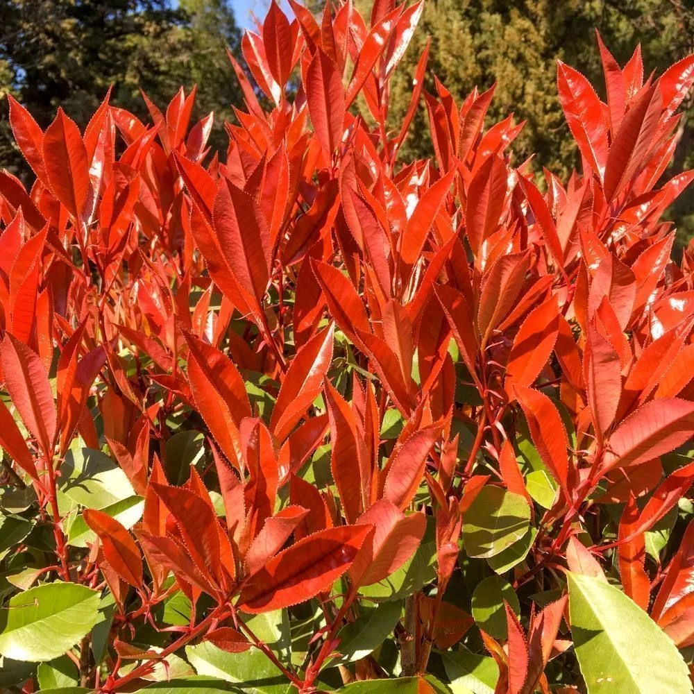 Photinia 'Carré Rouge' 2.5 Litre 3 Photinia 'Carré Rouge' 2.5 Litre