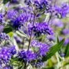 Caryopteris Clandonensis 'Heavenly Blue' 4.5 Litre 1 Caryopteris Clandonensis 'Heavenly Blue' 4.5 Litre -HANS Garden Shop 10260837 Caryopteris20clandonensis20Heavenly20Blue shutterstock 1183518295