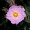 Cistus 'Silver Pink' 4.5 Litre 2 Cistus 'Silver Pink' 4.5 Litre -HANS Garden Shop 10260856 Cistus20Silver20Pink shutterstock 487902307