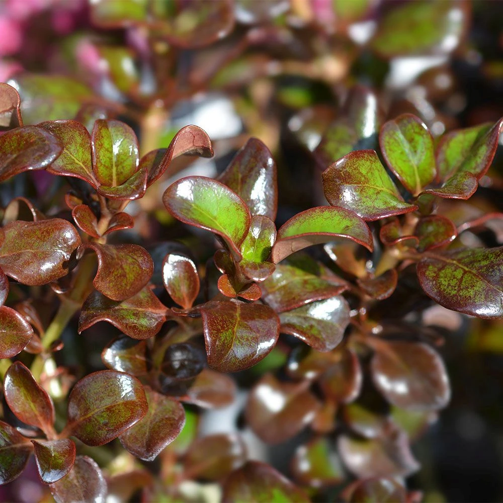 Coprosma 'Purple Haze' 4.5 Litre 3 Coprosma 'Purple Haze' 4.5 Litre