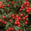 Cotoneaster 'Coral Beauty' 4.5 Litre 1 Cotoneaster 'Coral Beauty' 4.5 Litre -HANS Garden Shop 10260884 Cotoneaster20Coral20Beauty shutterstock 326151020