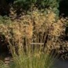 Stipa Gigantea 5 Litre 2 Stipa Gigantea 5 Litre -HANS Garden Shop 10266206 Stipa20Gigantea shutterstock 2049568304