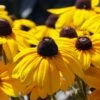 Rudbeckia Fulgida 'Goldsturm' 3 Litre 2 Rudbeckia Fulgida 'Goldsturm' 3 Litre -HANS Garden Shop 1026941620 20Rudbeckia20Fulgida20Goldsturm shutterstock 2210773377