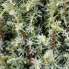 Juniperus Communis 'Compressa' 4.5 Litre 1 Juniperus Communis 'Compressa' 4.5 Litre -HANS Garden Shop 1027070120 20Juniperus20communis20Compressa202 detail